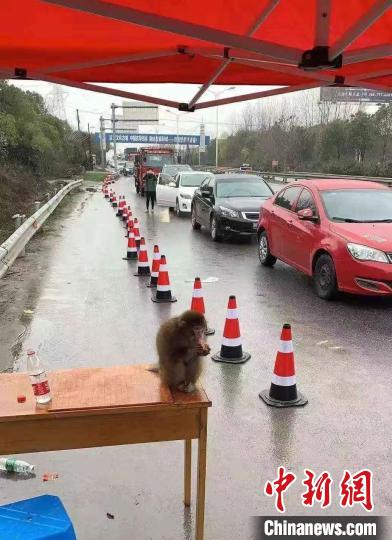 圖為桐鄉(xiāng)警方救下的獼猴。浙江警方 供圖