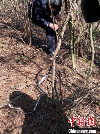 永康市公安局石柱派出所民警在現(xiàn)場查獲的野豬夾。浙江警方 供圖