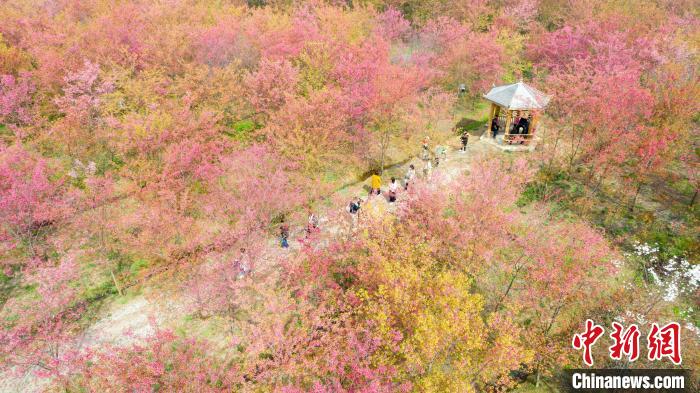 航拍安徽省長豐縣義井鄉(xiāng)櫻花園，30多萬株櫻花次第開放，游客在櫻花園中賞景?！「卟?攝